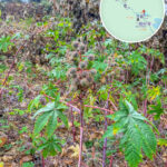 三椏村《蓖麻》