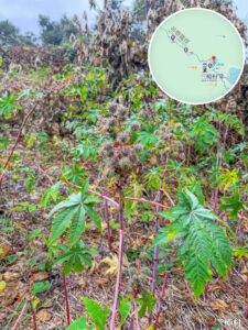 三椏村《蓖麻》