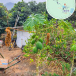 三椏村《木瓜樹》