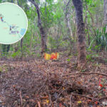 三椏村 • 土地守護神《伯公廟》｜叄