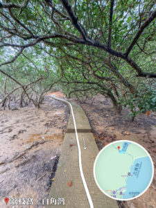 荔枝窩 • 白角灣《海漆林隧道》