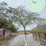 鎖羅盆灣《鳳凰木》