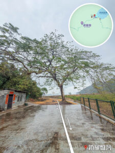 鎖羅盆灣《鳳凰木》