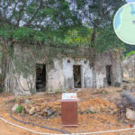 榕樹凹村《巨大細葉榕》｜貳