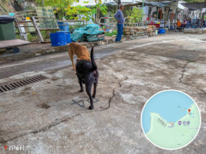 谷埔《松記士多》｜🐶 老黃與黑仔